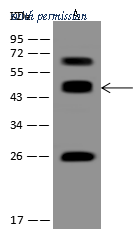 Sino Biological 207747-T46 image 1