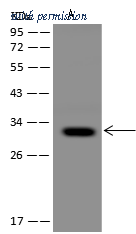 Sino Biological 208742-T36 image 1