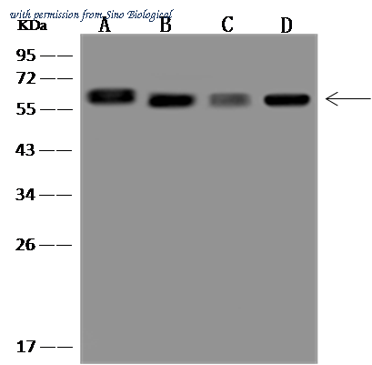 Sino Biological 310510-T36 image 1