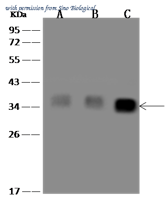 Sino Biological 310513-T44 image 1
