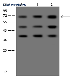 Sino Biological 310534-T36 image 1