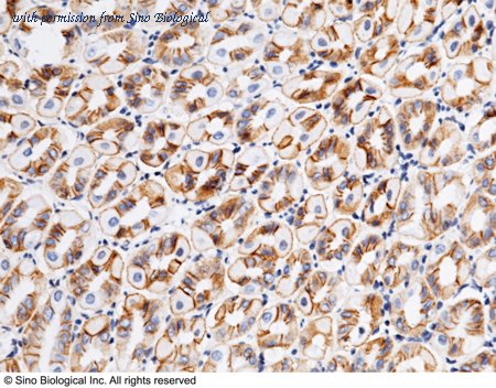 Sino Biological 50671-RP01 image 1