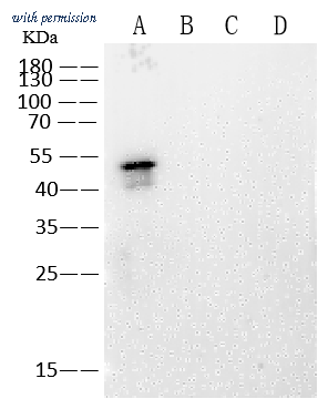 Sino Biological 40588-MM163 image 1