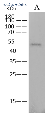 Sino Biological 68097-MM180 image 1