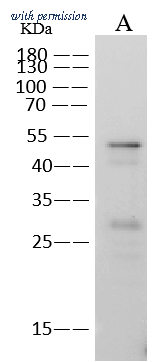 Sino Biological 68097-MM184 image 1