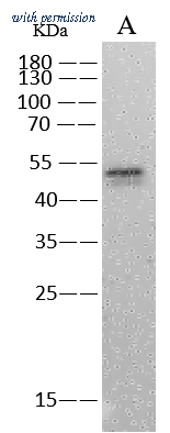 Sino Biological 40588-MM162 image 1