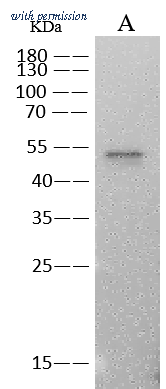Sino Biological 68097-MM150 image 1