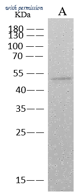 Sino Biological 68097-MM185 image 1