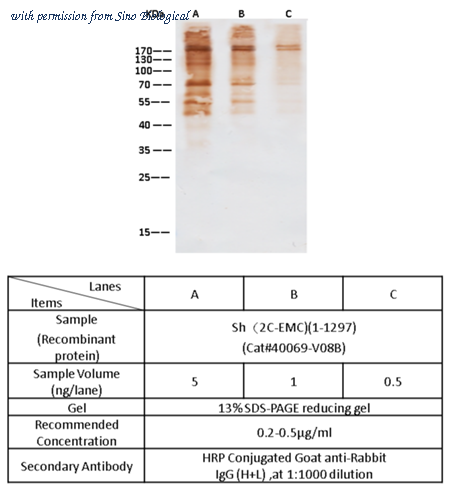 Sino Biological 40069-T46 image 1