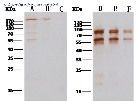 Sino Biological 40070-T62 image 1