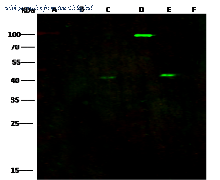 Sino Biological 40446-T62 image 1