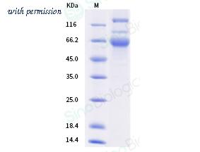 Sino Biological 40589-V08B26 image 1