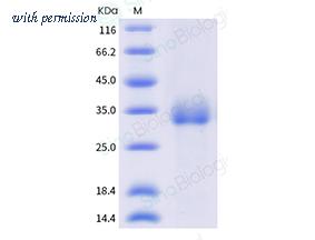 Sino Biological 40592-V08H121 image 1