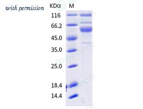 Sino Biological 40589-V08B27 image 1