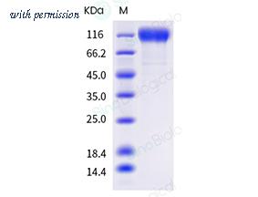 Sino Biological 40591-V08H37 image 1