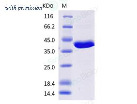 Sino Biological 40823-V07E image 1