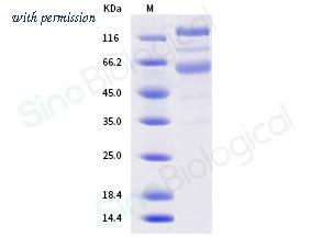 Sino Biological 40589-V08B18 image 1