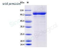 Sino Biological 90980-C08H image 1