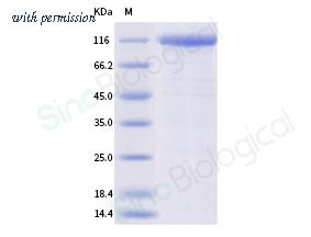 Sino Biological 90981-C38H image 1