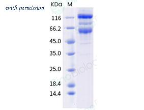 Sino Biological 40589-V08B24 image 1
