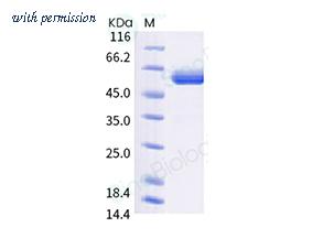 Sino Biological 40592-V02H6 image 1