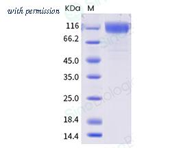 Sino Biological 40591-V08H25 image 1