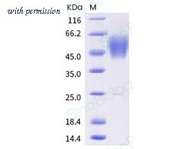 Sino Biological 40591-V08H36 image 1