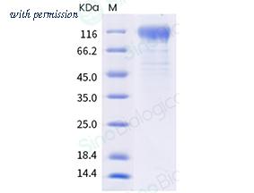 Sino Biological 40591-V08H38 image 1