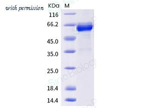 Sino Biological 40592-V02H7 image 1