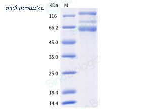 Sino Biological 40589-V08B25 image 1