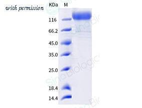 Sino Biological 40591-V08H35 image 1