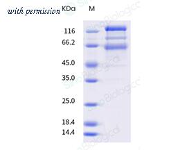 Sino Biological 40589-V08B23 image 1