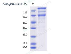 Sino Biological 40589-V08B19 image 1