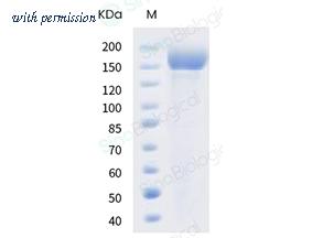 Sino Biological 40589-V08H10 image 1