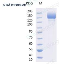 Sino Biological 40589-V08H11 image 1