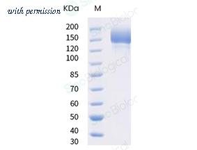 Sino Biological 40589-V08H12 image 1