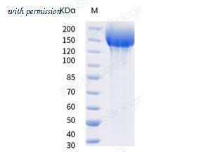 Sino Biological 40589-V08H13 image 1