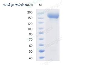 Sino Biological 40589-V08H8 image 1