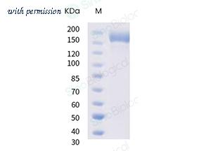 Sino Biological 40589-V08H9 image 1
