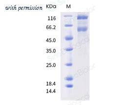 Sino Biological 40589-V08B20 image 1