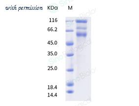 Sino Biological 40589-V08B21 image 1