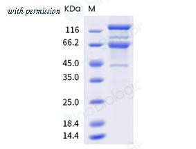 Sino Biological 40589-V49B1-B image 1
