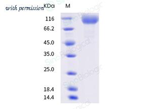 Sino Biological 40591-V08H28 image 1