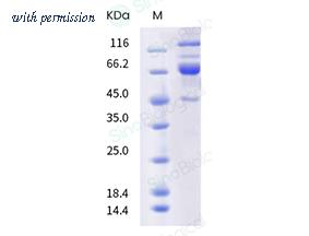 Sino Biological 40589-V49B-B image 1
