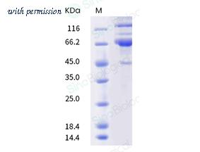 Sino Biological 40589-V49B2-B image 1
