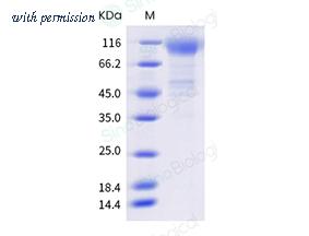 Sino Biological 40591-V08H31 image 1