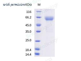 Sino Biological 10390-H41H-B image 1
