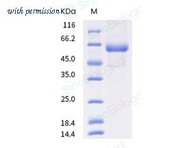 Sino Biological 40021-V08B image 1