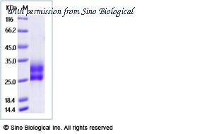 Sino Biological 5A7656-M08H image 1