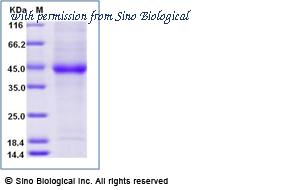 Sino Biological 19771-H08H image 1